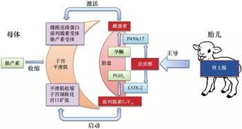 生殖生物學(xué) 驅(qū)動生命奧秘的自然科學(xué)前沿